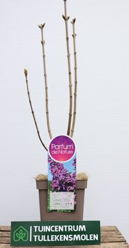 Syringa v. 'and. an Ludwig späth' - afbeelding 1