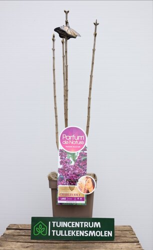 Syringa vulgaris Charles Joly - afbeelding 1