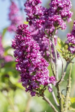 Syringa vulgaris Charles Joly - afbeelding 2