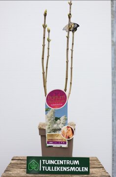 Syringa  Vulgaris 'Mme. Lemoine' - afbeelding 1