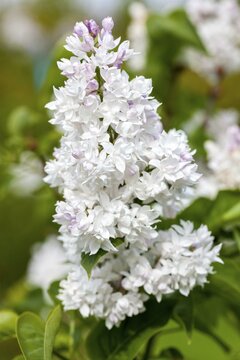 Syringa  Vulgaris 'Mme. Lemoine' - afbeelding 2