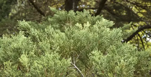 Taxodium distichum Moerascipres - afbeelding 2