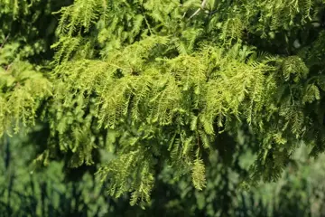 Taxodium distichum Moerascipres - afbeelding 3