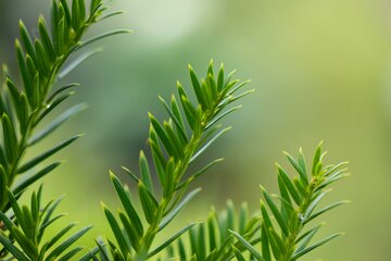 Taxus Baccata 140-160cm Kluitgoed - afbeelding 3