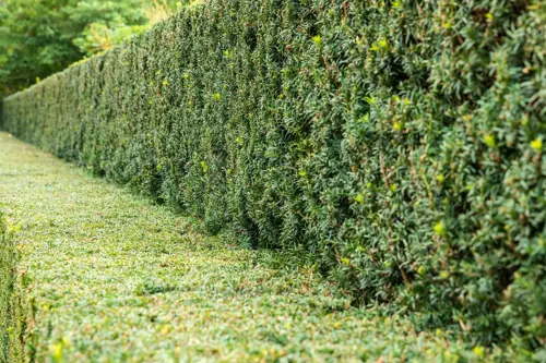 Taxus baccata 30-40 cm. wortelgoed - afbeelding 1