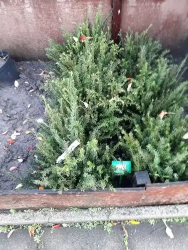 Taxus baccata 30-40 cm. wortelgoed - afbeelding 2