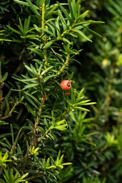 Taxus Baccata 40 -60cm - afbeelding 2