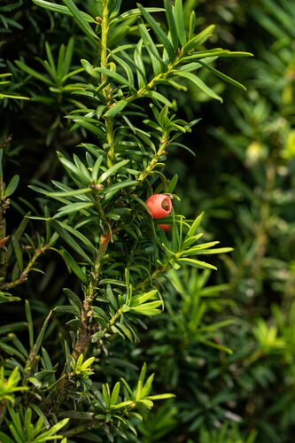 Taxus Baccata 40-60cm Kluitgoed - afbeelding 2