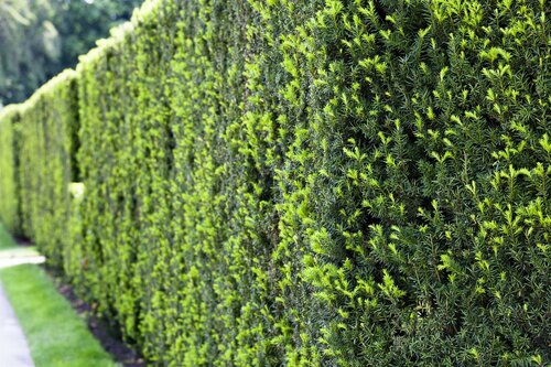 Taxus Baccata 80-100cm Kluitgoed - afbeelding 1