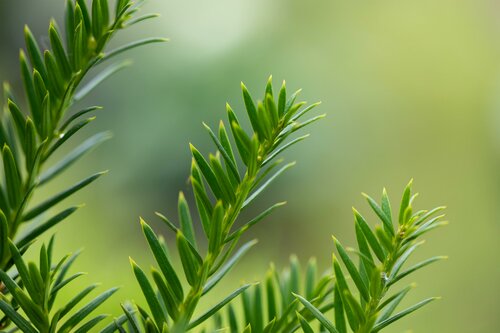 Taxus Baccata 80-100cm Kluitgoed - afbeelding 3