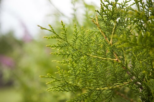 Thuja occ. Brabant 80-100cm Kluitgoed - afbeelding 2