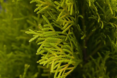 Thuja pl. Smaragd Smal 100-120cm Kluitgoed. - afbeelding 1