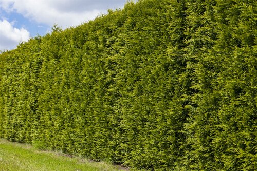 Thuja pl. Smaragd Smal 80-100cm Kluitgoed. - afbeelding 2