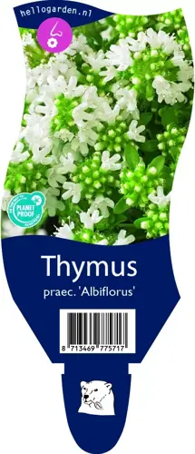 Thymus praecox 'Albiflorus'