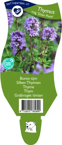 Thymus vulg. 'Silver Posie'