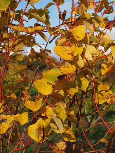 Tilia cordata Winter Orange 12-14