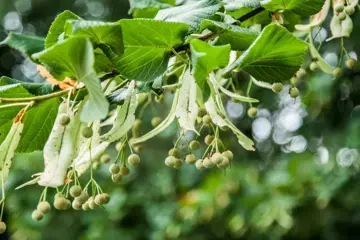 Tilia cordata Winterlinde - afbeelding 1