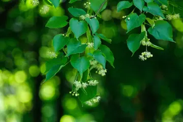 Tilia cordata Winterlinde - afbeelding 2