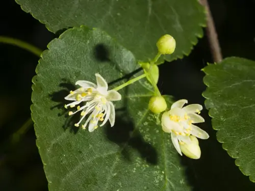 Tilia cordata Winterlinde - afbeelding 3