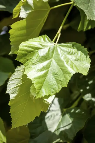 Tilia europaea 'Pallida' Leilinde 10-12 - afbeelding 2