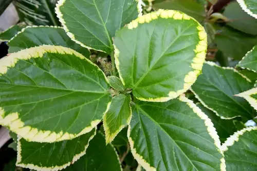 Tilia platyphyllos Zomerlinde - afbeelding 1