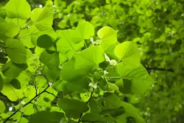 Tilia platyphyllos Zomerlinde - afbeelding 2