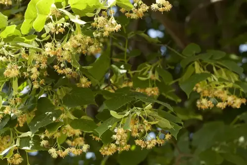 Tilia platyphyllos Zomerlinde - afbeelding 3