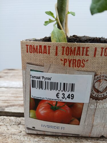 Tomaat 'Pyros' - afbeelding 2