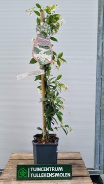 Trachelospermum Jasminoides - afbeelding 2