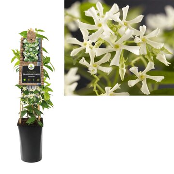 Trachelospermum jasminoides 4 stok 55 cm. hoog