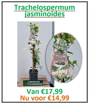 Trachelospermum Jasminoides - afbeelding 1