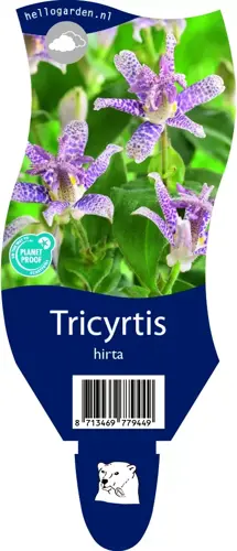 Tricyrtis hirta