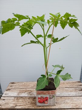 Trostomaat - afbeelding 1