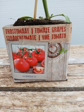 Trostomaat - afbeelding 2