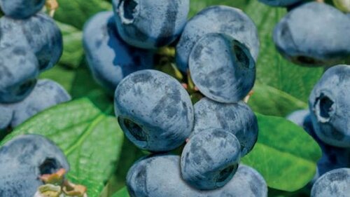 Vaccinium corymbosum Arto - afbeelding 2