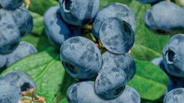 Vaccinium corymbosum Arto - afbeelding 2