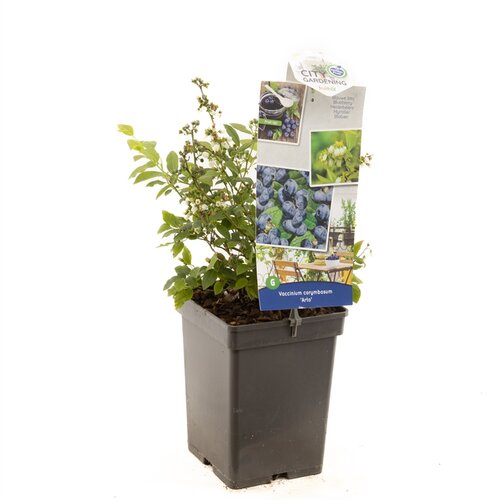 Vaccinium corymbosum Arto - afbeelding 1