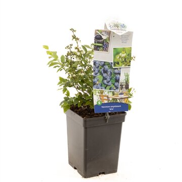 Vaccinium corymbosum Arto - afbeelding 1
