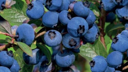 Vaccinium corymbosum 'Goldtraube' - afbeelding 2