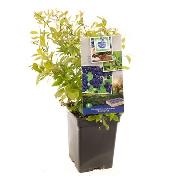 Vaccinium corymbosum 'Goldtraube' - afbeelding 1
