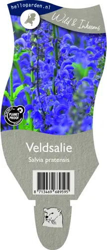 Veldsalie