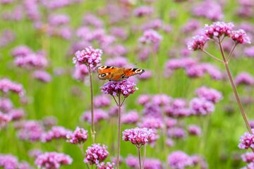 Verbena bonariensis - afbeelding 1