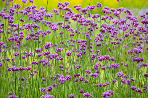 Verbena bonariensis - afbeelding 3