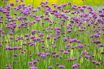 Verbena bonariensis - afbeelding 3