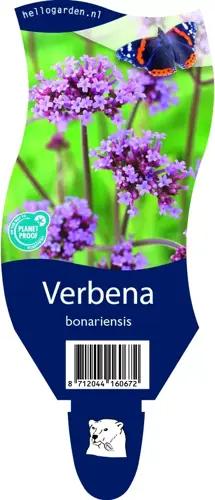 Verbena bonariensis - afbeelding 2