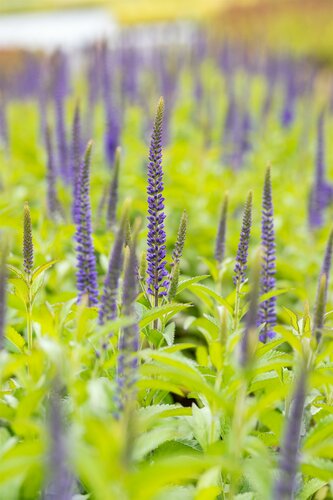 Veronica "Sunny Border Blue