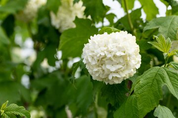 Viburnum opulus 80-100 Kluitgoed