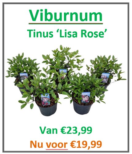 Viburnum Tinus Lisa Rose - afbeelding 2