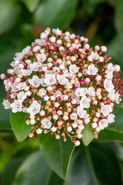 Viburnum tinus, Mix C7,5 - afbeelding 3