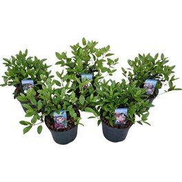 Viburnum tinus, Mix C7,5 - afbeelding 1